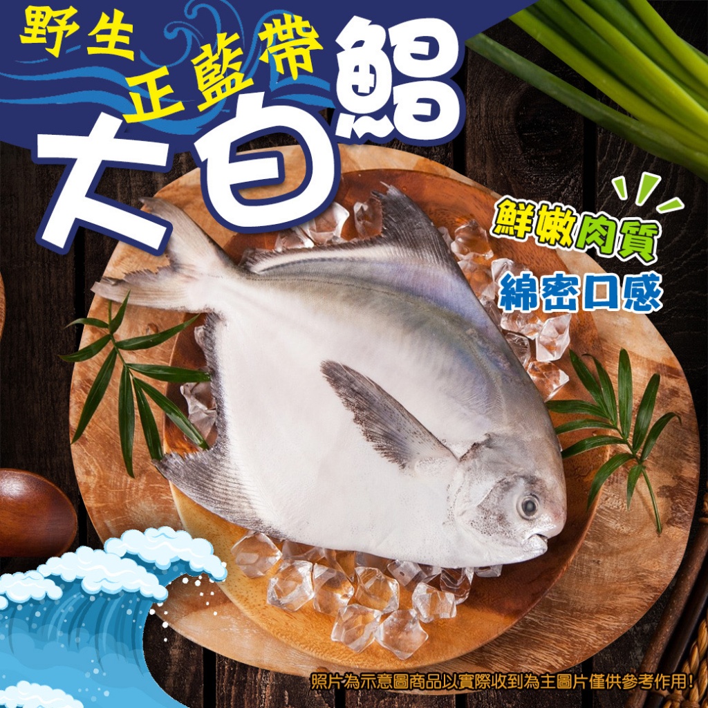 [冷凍]野生正藍帶大白鯧魚[500/600g±10%隻]