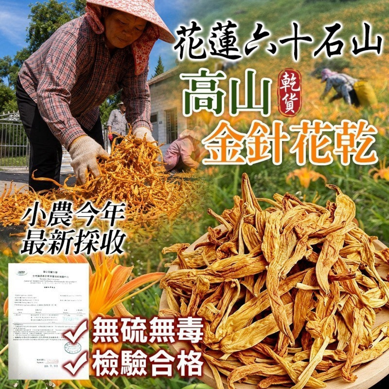 花蓮六十石山 高山金針花乾